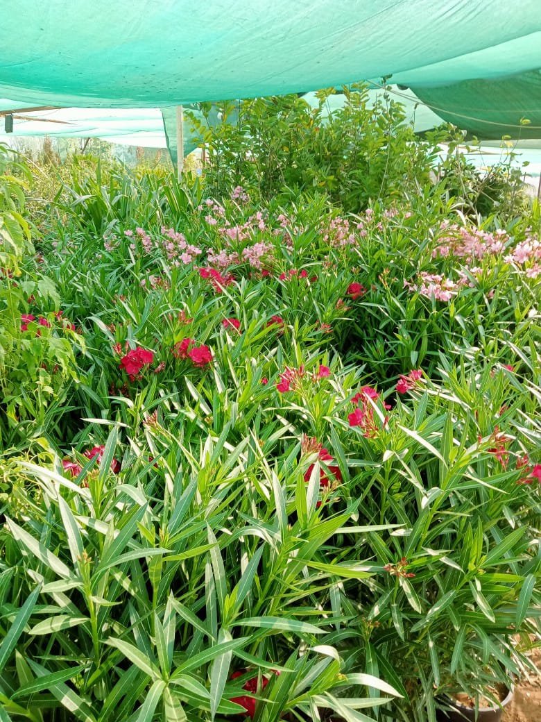 Exploring the Beauty of Oleanders in Landscape Design