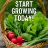 Fresh homegrown vegetables ready to harvest in 30 days